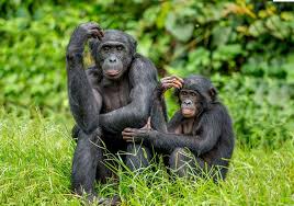 Bonobo's